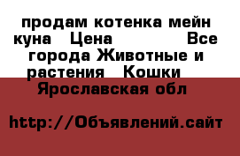 продам котенка мейн-куна › Цена ­ 35 000 - Все города Животные и растения » Кошки   . Ярославская обл.